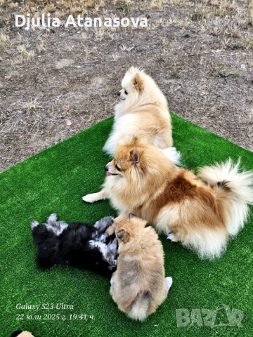 Продавам померанчета, снимка 10 - Померан - 51719440