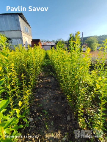 Лигуструм , снимка 1