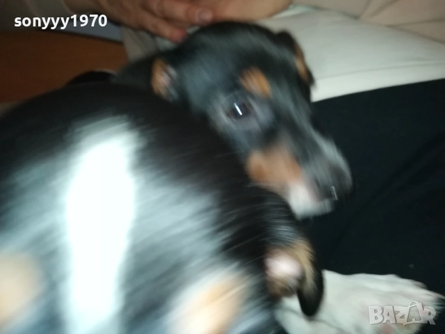 бебе джак-женско 2810251642, снимка 3 - Джак ръсел териер - 52213728