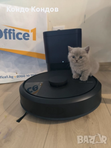 Британски и шотландски котенца, снимка 8 - Британска късокосместа - 52602908