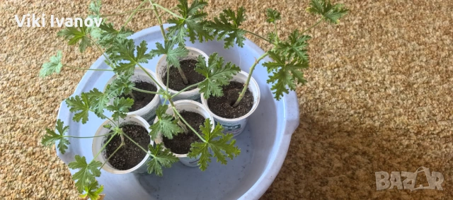 Индрише, снимка 2 - Стайни растения - 53824458