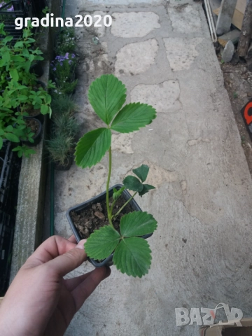 Бяла ягода - ананасова , снимка 5 - Стайни растения - 27205117