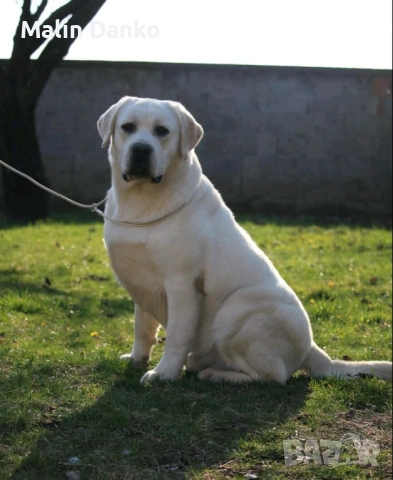 7 невероятни момичета , снимка 2 - Лабрадор ретривър - 52926654