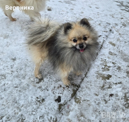 померан момче