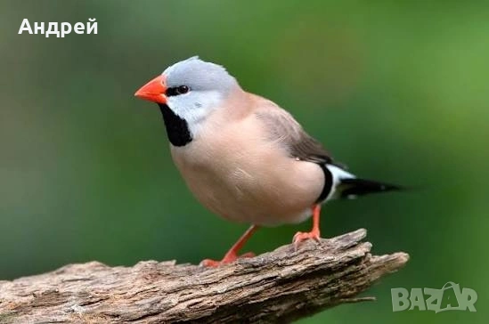 Остроопашати амадини, снимка 3 - Амадини - 53860971