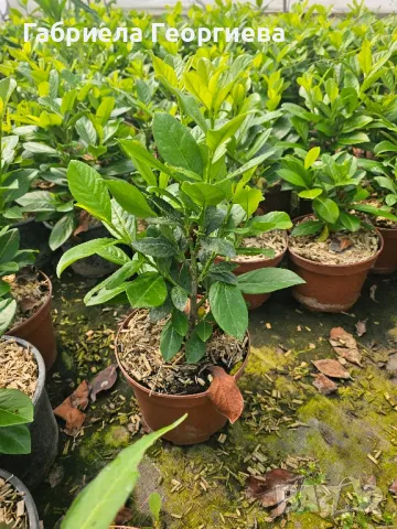лавровишна , снимка 3 - Градински цветя и растения - 50213179