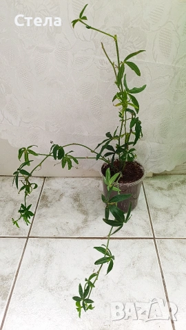 Пасифлора, бял Бенджамин, Сансевиера, мексиканска мента, Копривка , снимка 5 - Градински цветя и растения - 51170707