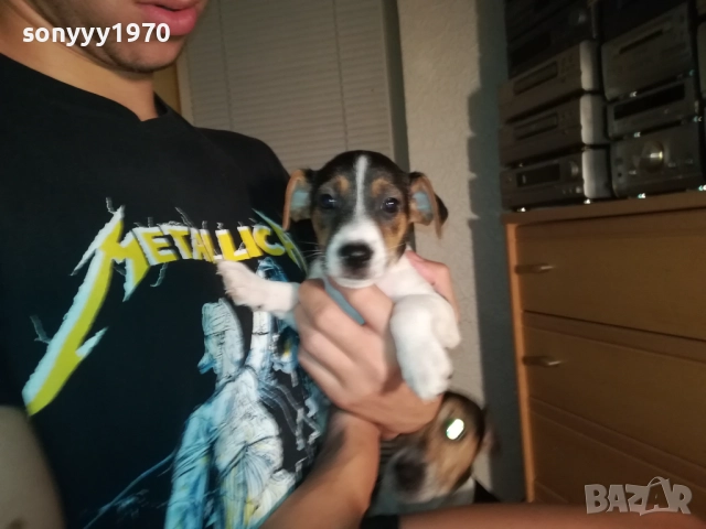 ЖЕНСКО КУТРЕ ДЖАК РЪСЕЛ 1310250645, снимка 4 - Джак ръсел териер - 52032852