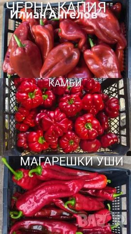 Семена от стари селски сортове домати,краставици и други, снимка 15 - Сортови семена и луковици - 52629365