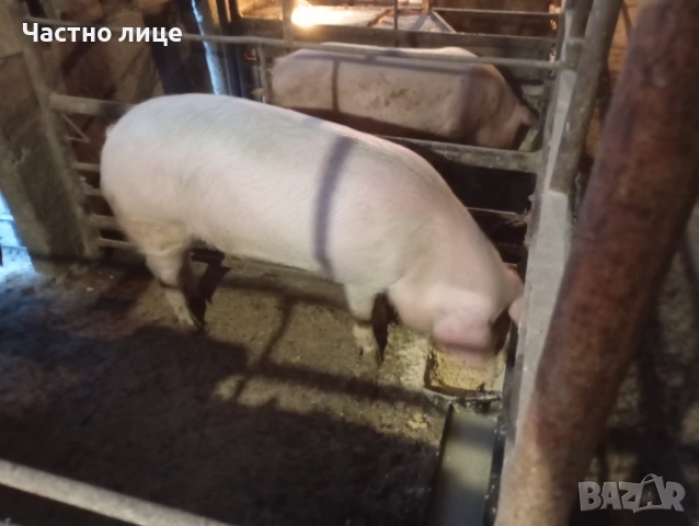 Домашно гледани прасета, снимка 5 - Прасета - 53008349