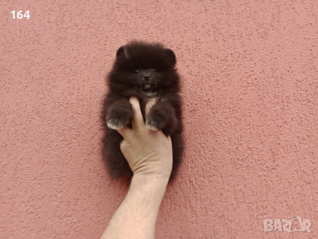 Мъжки Померан. Реални снимки от 01.02.26 г.