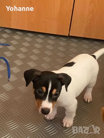 Спешно продаване на Джак Ръсели!!!!!, снимка 3 - Джак ръсел териер - 52931249