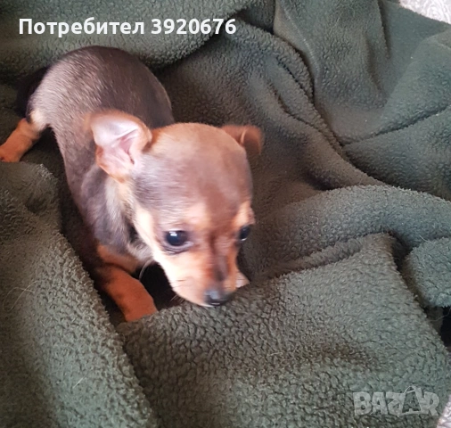 Пинчер - Чихуахуа, снимка 9 - Чихуахуа - 52921291