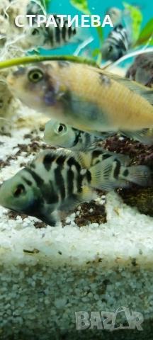 Зебровидни Цихлиди чифтове, снимка 3 - Рибки - 52284385