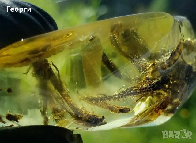 Уникално парче Балтийски кехлибар с отлично съхранени фосили, снимка 2 - Други ценни предмети - 34014656