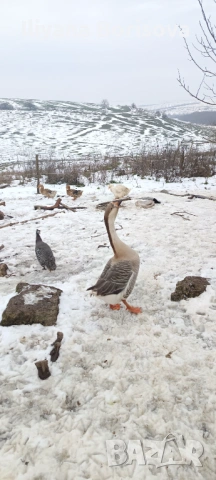 Мъжки лебедови гъски, снимка 5 - Патици и гъски - 53135135