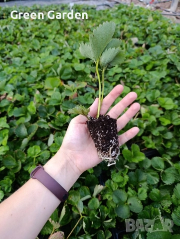 Ягоди - Мадам Муто