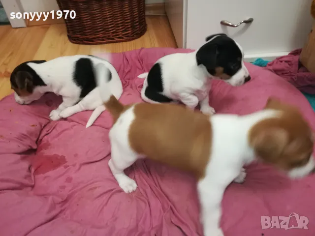 БЕБЕ ДЖАК 250ЛВ ЗА ЕДНО 0402251938, снимка 7 - Джак ръсел териер - 48968353