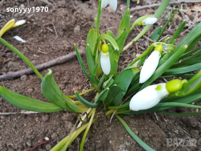 БГ КОКИЧЕ ГРЪМ В САКСИЯ 2 ЛИТРА С ЛУКОВИЦИ И ПОЧВА 1902241628, снимка 17 - Градински цветя и растения - 44370659