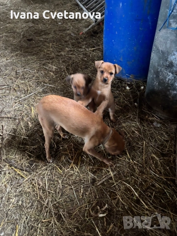 Продавам малки кученца , снимка 3 - Други - 53211918