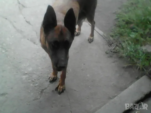 Продавам малки белгийски овчарки