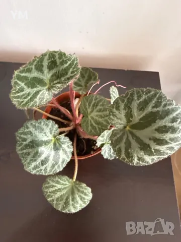 Saxifraga stolonifera , снимка 1