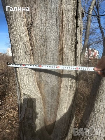 Продавам дърва орехи , снимка 5 - Други - 44178141