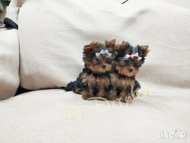 мини йоркширски териер, снимка 1