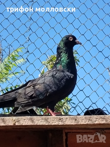 Гълъби на глас и въртене , снимка 4 - Гълъби - 51800997