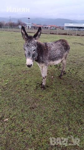 Мъжко магаре