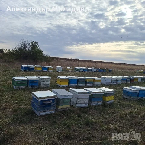 пчелни семейства , снимка 2 - За пчели - 56240966