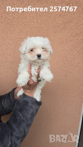 Малтийска болонка 