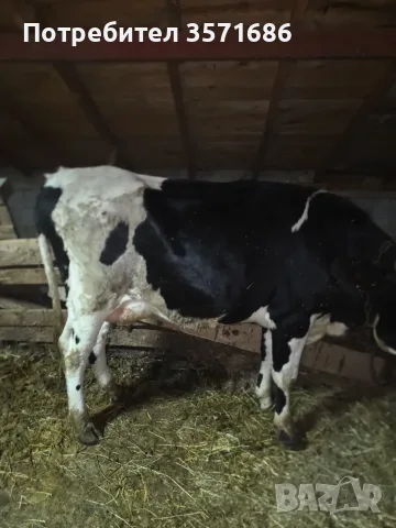 Продавам Крава на първо теле, снимка 2 - Търси партньор - 56237283