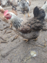 Яйца от Катунски кокошки за разплод., снимка 1 - Кокошки и пуйки - 44700542