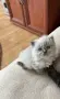 Мъжки котарак за Разплод, снимка 11