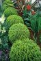 Туя Тини Тим, Thuja Tiny Tim, снимка 1 - Градински цветя и растения - 39481285