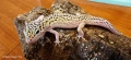 Леопардов гекон (Eublepharis macularius) , снимка 4