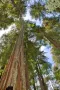 15 нови семена гигантска секвоя мамутово дърво sequoiadendron giganteum за декорация на двора  , снимка 1
