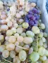 Продавам грозде букет - 0,75 евро/кг, снимка 3