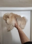 Женски померан , снимка 3