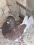 Продавам мъжки Кинг , снимка 3