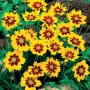 💛🧡💛 Кореопсис /Coreopsis/ 💛🧡💛, снимка 10
