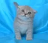 Шотландски клепоухи котенца, снимка 6