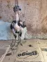 Пилета порода Hint, снимка 8