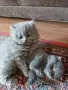 Котета британчета, снимка 2