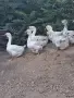 Холмогорски Гъски , снимка 4