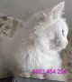 снежно бели котенца, 5мес., снимка 2