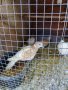 смеищисе гугутки на едро и дребно , снимка 2