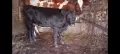 Продавам крава с теле., снимка 3