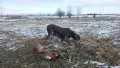 Курцхаари на две години , снимка 10